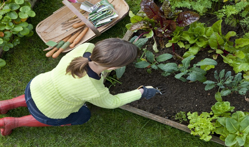 How to Make Your Home Garden Soil More Fertile and Healthy